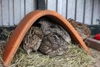 < Keramieken Kwartelhuisje Knaagdierhuisje Kwartelhok >, Dieren en Toebehoren, Vogels | Hokken en Kooien, Ophalen of Verzenden