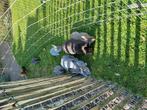 Jonge duitse reuzen, Dieren en Toebehoren, Konijnen, Meerdere dieren, Groot