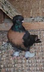 Takla Miro Duiven  Te koop, Meerdere dieren, Overige soorten