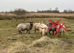 Drie rammen, Dieren en Toebehoren, Schapen, Geiten en Varkens, Schaap, Mannelijk, 3 tot 5 jaar