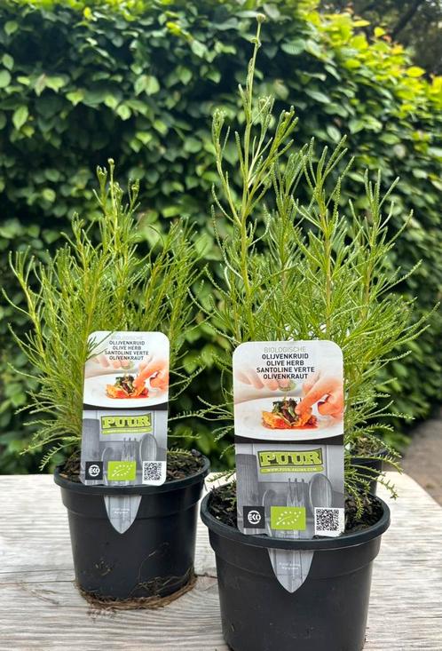 Olijfkruid, Tuin en Terras, Planten | Tuinplanten, Vaste plant, Overige soorten, Volle zon, Zomer, Ophalen of Verzenden