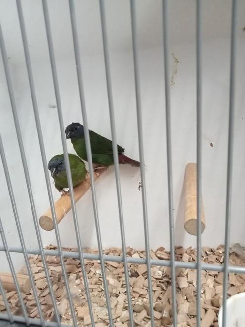 Koppel driekleur, Dieren en Toebehoren, Vogels | Overige Vogels, Meerdere dieren