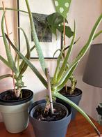 Aloe vera, herstellend aangedaan, Huis en Inrichting, Kamerplanten, Ophalen, Vetplant, Halfschaduw, In pot