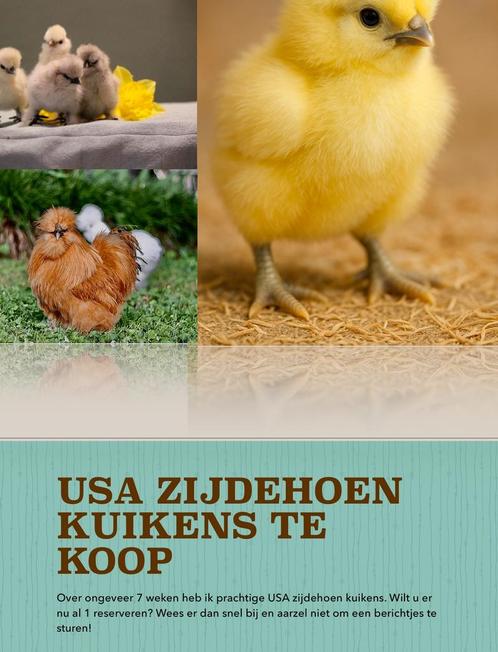 USA zijdehoen kuikens binnenkort!, Dieren en Toebehoren, Vogels | Overige Vogels, Tropenvogel, Geslacht onbekend