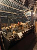 Haan gratis af te halen, Dieren en Toebehoren, Pluimvee, Mannelijk, Kip