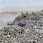 Gerbil (woestijnrat) handtam mannetje van 5 maand oud, Maart, Mannelijk, Overige typen, Tam