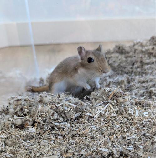 Gerbil (woestijnrat) handtam mannetje van 5 maand oud, Dieren en Toebehoren, Knaagdieren, Mannelijk, Overige typen, Maart, Tam