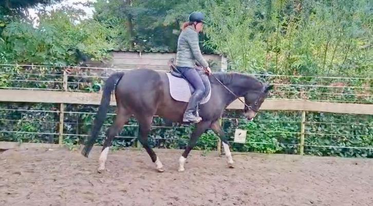 Lieve 9 jarige Merrie, Dieren en Toebehoren, Paarden, Merrie, B, 160 tot 165 cm, 7 tot 10 jaar, Recreatiepaard, Met stamboom, Gechipt