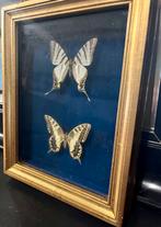 Vlinders in lijst. Vintage lijst met vlinders, Huis en Inrichting, Minder dan 50 cm, Gebruikt, Ophalen of Verzenden, Baambrugge