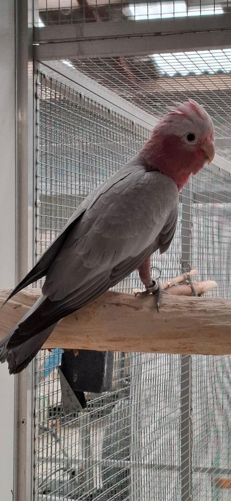Rose Kaketoe Man, Dieren en Toebehoren, Vogels | Parkieten en Papegaaien, Papegaai, Mannelijk, Geringd