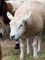 Tk 2 engelse texelaar ooien van 2024, Dieren en Toebehoren, Vrouwelijk, Schaap, 0 tot 2 jaar