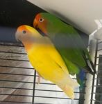 Koppel argoponis, Dieren en Toebehoren, Meerdere dieren, Dwergpapegaai of Agapornis, Geringd