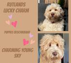 Labradoodle(aus)/cobberdog pups, Dieren en Toebehoren, Honden | Setters en Staande honden, CDV (hondenziekte), Meerdere, 8 tot 15 weken