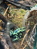 Volwassen Groepje costa rics 4  (leggend), Dieren en Toebehoren, Reptielen en Amfibieën, Amfibie