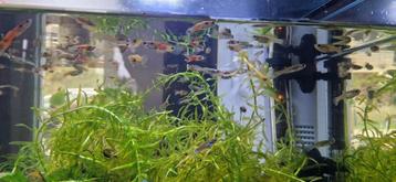 Guppen  beschikbaar voor biedingen