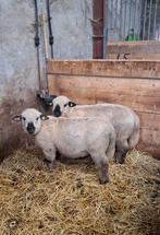 Hampshire down ram, Dieren en Toebehoren, Mannelijk, Schaap