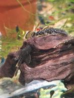 Ancistrus wildkleur, Vis, Zoetwatervis