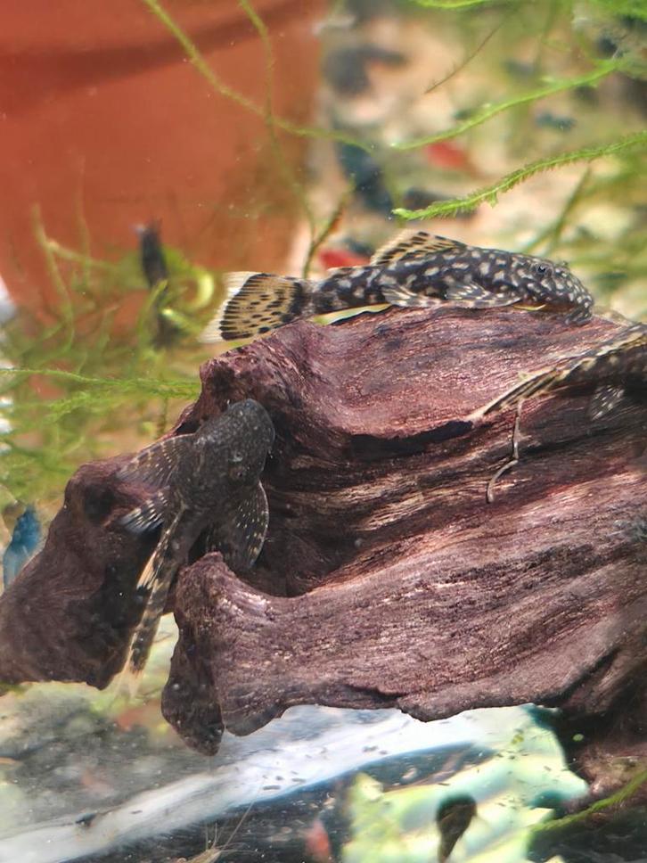 Ancistrus wildkleur, Dieren en Toebehoren, Vissen | Aquariumvissen, Zoetwatervis, Vis