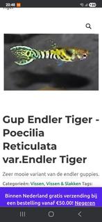 Endler guppen black tbar el tiger en Japanees bleu, Vis