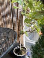 Druif, Tuin en Terras, Planten | Bomen, Ophalen, Volle zon, Overige soorten, Minder dan 100 cm