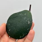 Geworteld Hoya Obovata Stekje [1], Ophalen of Verzenden