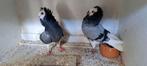 Te koop sierduiven Oudhollands kapucijnen duiven, Dieren en Toebehoren, Meerdere dieren, Overige soorten