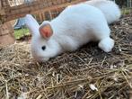 Witte leeuwenkop konijntjes( mogen per direct weg!!), Meerdere dieren, Dwerg