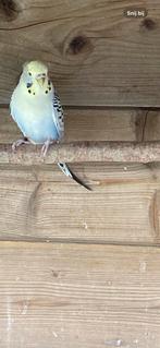 Mooie parkiet, Dieren en Toebehoren, Vogels | Parkieten en Papegaaien, Vrouwelijk, Parkiet
