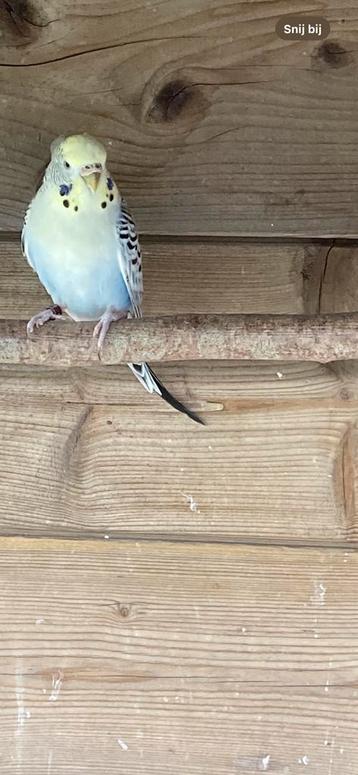 Mooie parkiet beschikbaar voor biedingen