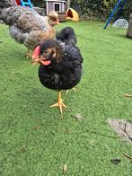 Tamme Barnevelder Haan, Dieren en Toebehoren, Pluimvee