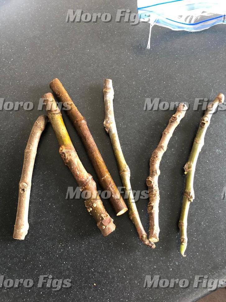 Vijgen stekken Bornholm Diamant, Tuin en Terras, Planten | Fruitbomen, Vijgenboom, Minder dan 100 cm, Lente, Ophalen of Verzenden