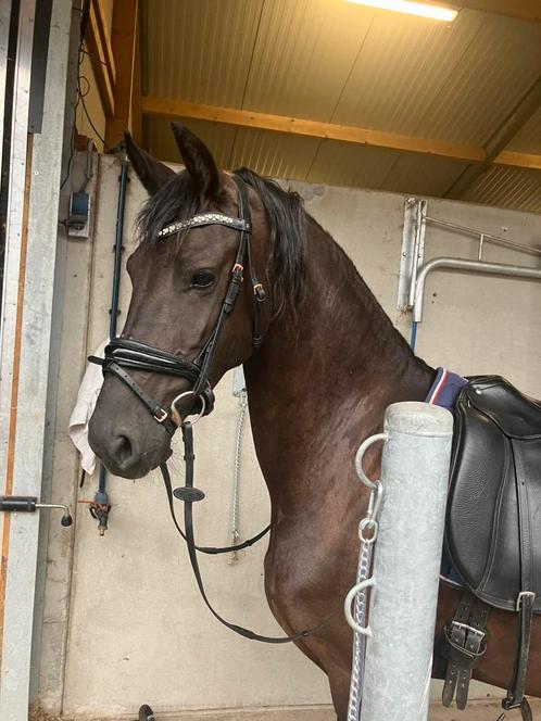 Zeer lieve 5 jarige friese merrie VTeun, Dieren en Toebehoren, Paarden, Merrie, Minder dan 160 cm, 3 tot 6 jaar, Recreatiepaard