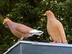 Duiven jonge witstaarten, Dieren en Toebehoren, Vogels | Duiven, Meerdere dieren, Overige soorten