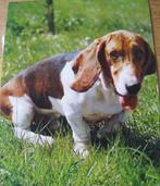 Plaat - foto - kleine poster van een Beagle, Verzamelen, Gebruikt, 1980 tot heden, Foto, Ophalen of Verzenden