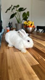 Konijn, Dieren en Toebehoren, Konijnen, Meerdere dieren