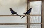 Rosella's en barrabanden, Dieren en Toebehoren, Meerdere dieren, Parkiet, Geringd