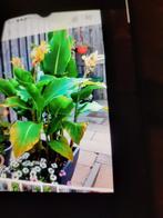 4 soorten canna knollen 1euro per stuk bij 50 stuks 50cent p, Tuin en Terras, Ophalen, Volle zon, Knol