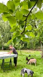 Workshop VACHTVILTEN cursus gevilte vacht maken, Hobby of Vrije tijd