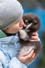 Pomeriaan | Pomeranian | Puppy | Teefje | Stamboom | Beertje, Dieren en Toebehoren, Honden | Poolhonden, Keeshonden en Oertypen