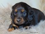 Prachtige Black and Tan Teckel pups uit FCI lijn, Kaninchen, 8 tot 15 weken, Korthaar, Meerdere