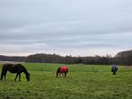 2 stallen vrij op pensionstal, Ophalen, Zo goed als nieuw, Overige soorten