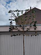 leilinde ACTIE op = op, Leiboom, 250 tot 400 cm, Zomer, Ophalen