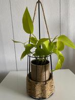Epipremnum ‘ Golden Pothos ‘ ( Neon) inclusief hangpot., Ophalen of Verzenden, In pot, Halfschaduw, Minder dan 100 cm