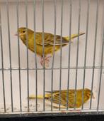 Kanaries, Dieren en Toebehoren, Vogels | Kanaries