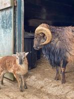 schapen, Dieren en Toebehoren, Schaap, Meerdere dieren, 0 tot 2 jaar