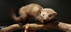 Steenmarter Taxidermie Preparaat - Mancave Rariteitenkabinet, Ophalen of Verzenden