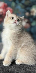 Prachtige Britse Kortharen kittens, Dieren en Toebehoren, Meerdere dieren, Gechipt