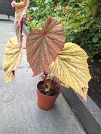Begonia plant voor binnen en buiten, Tuin en Terras, Ophalen, Volle zon, Overige soorten