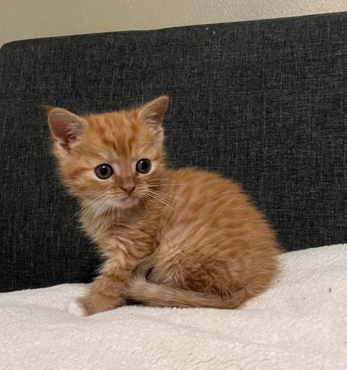 rode kitten, Dieren en Toebehoren, Katten en Kittens | Raskatten | Korthaar, Kater