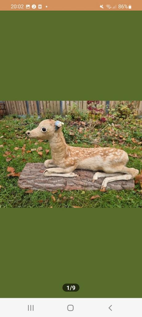 Snoezige opgezette bambi hert damhert Edelhert kalf kalfje, Verzamelen, Dierenverzamelingen, Gebruikt, Opgezet dier, Hert, Ophalen of Verzenden